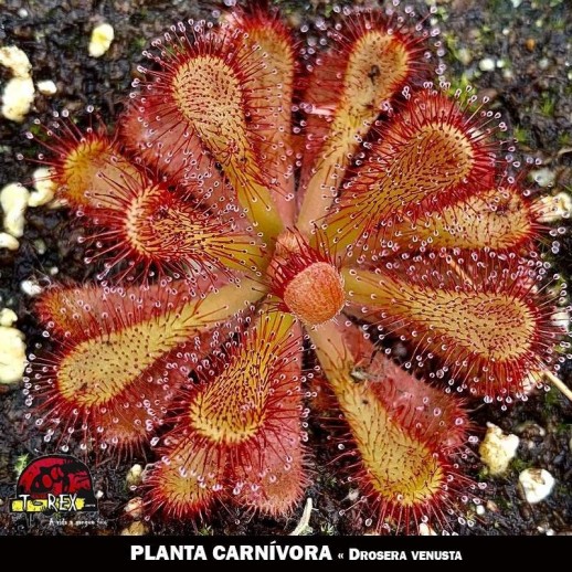 muda planta carnívora Drosera Venusta