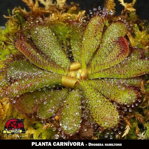 Drosera Hamiltonii