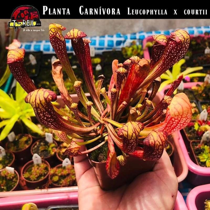 Plantas Carnívoras Serracenia a venda