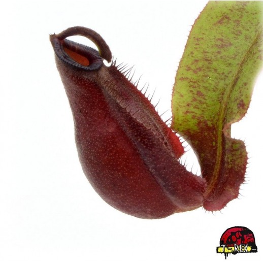 Muda Planta Carnívora...