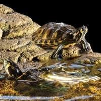 Rampa para Tartarugas