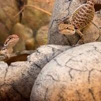 Comedouro e Bebedouro para Pogona - Alimente e Hidrate seu Réptil | T-rexpets