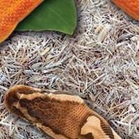 Proporcione um ambiente saudável e higiênico para sua Corn Snake com nossos substratos de qualidade