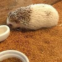 Garanta o conforto e a higiene do seu Hedgehog com nossos substratos de qualidade