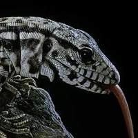 Substrato para Teiú - Encontre o Melhor para o Seu Réptil.