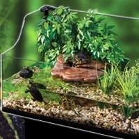 AquaTerrário | Plantas