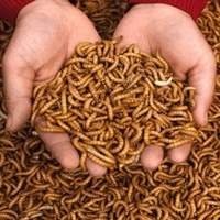 Alimento Vivo para Répteis e Anfíbios - Nutrição Natural e Vitalidade!