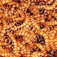 Compre Alimento Vivo de Qualidade para Teiús.