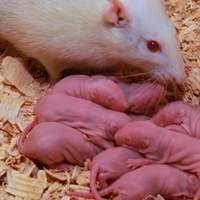 Alimento vivo para serpentes - Compre agora na nossa loja!