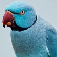 Filhotes de Ring Neck à Venda - Encontre a Companhia Perfeita | T-RexPets