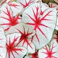 Caladium Tinhorão