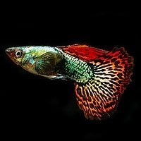 Peixes Guppy à Venda: Conheça Nossas Cores Vibrantes e Saúde Excepcional!