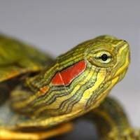 Kit Completo para Tartarugas de Aquário - Tudo que sua tartaruga precisa